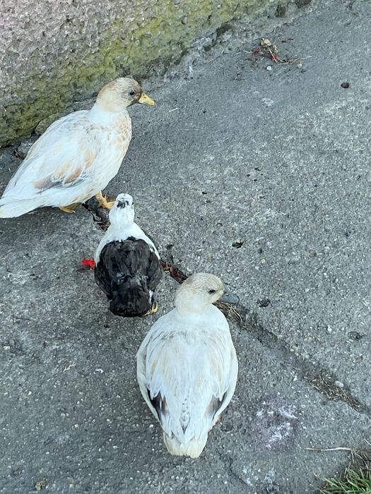 Call duck 3 sztuki para