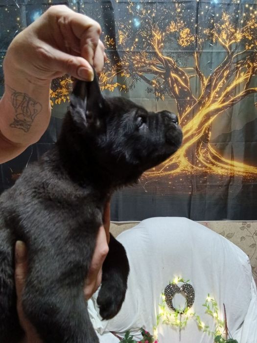 Продам  цуценя Кане-Корсо