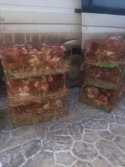 Продаю річну курочку