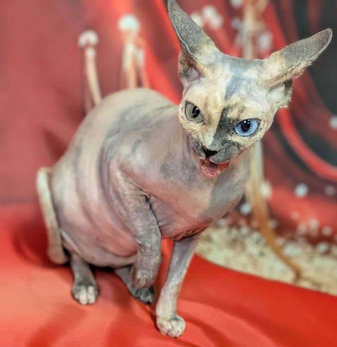 Unikatowa piękność. Jedyna taka na świecie różnooka chimera.