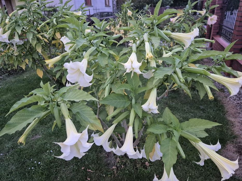 Datura, Brugmansja biała