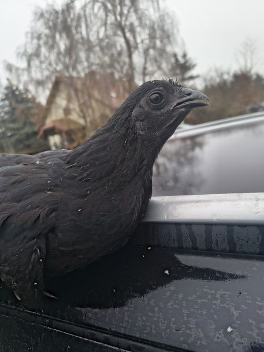 Ayam Cemani pary dorosłe