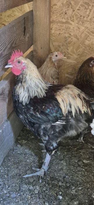 Pary kur marans , arakuana bezogoniasta  , włoszka