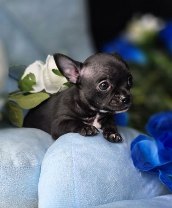 Piesek chihuahua szczenię