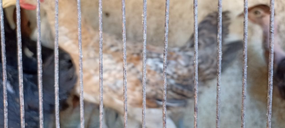 Coquichos, garnisés, galinhas da Índia, Casal Galinhas boas para Choca