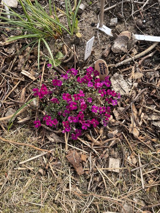 Miodunki,Byliny wieloletnie i inne