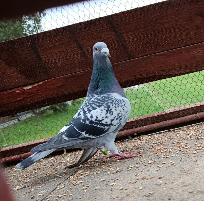 Sprzedam gołębie ozdobne RÓŻNE i pocztowego !!!