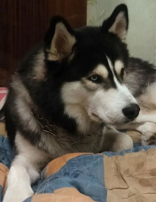 Кабель для вязки,сибирского хаски