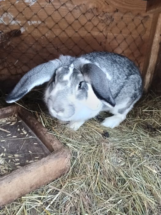 Продам кролів. '