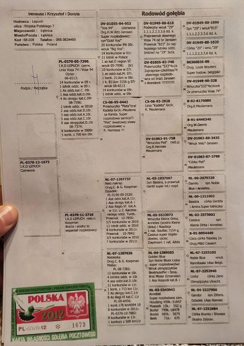 Gołąbie pocztowe młode 2026