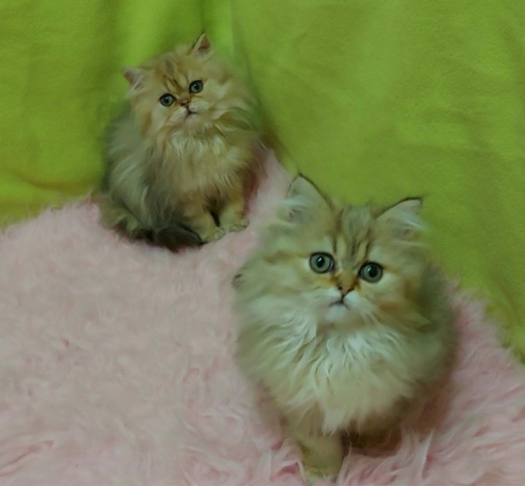 Шотландские пушистые котята