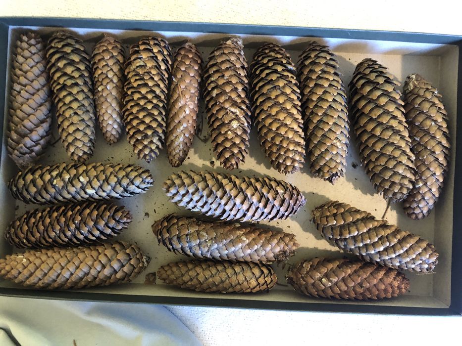 18 długich szyszek na choinkę/stroik