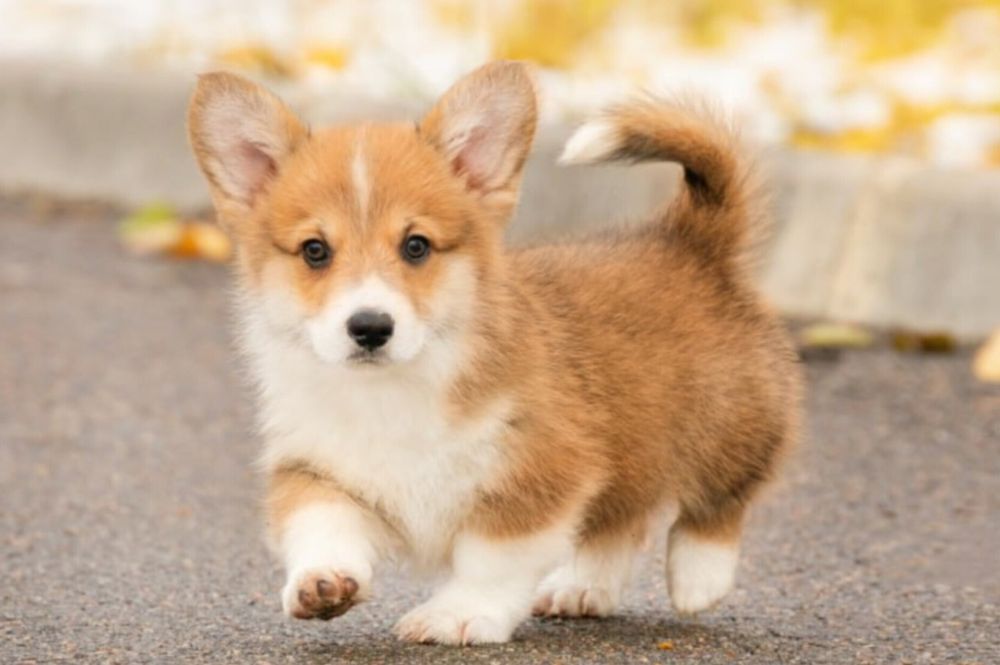 Рудий хлопчик корги