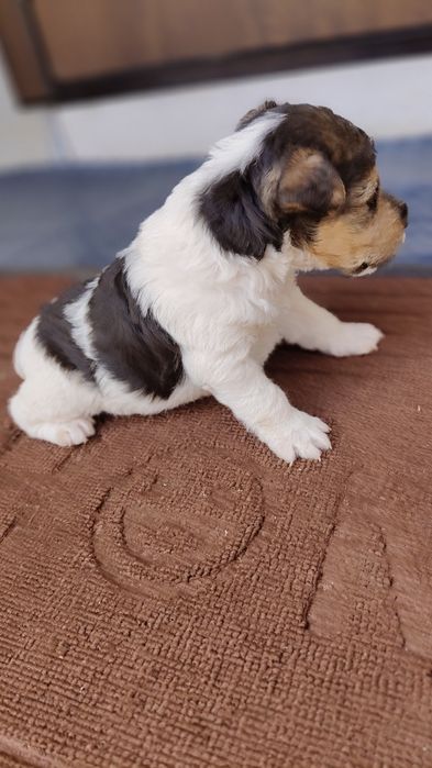 Хлопчик жорсткий Фокс