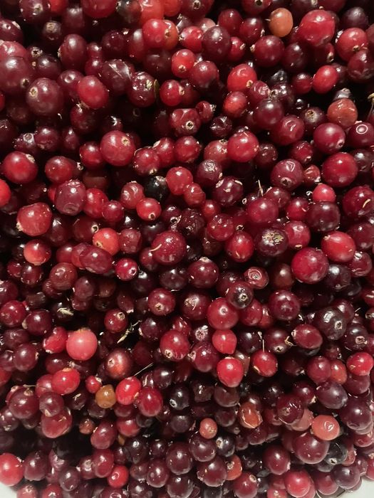 Продам журавлину клюква