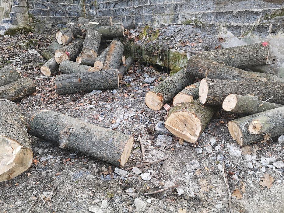 Sprzedam drzewo, drewno opałowe - jesion, klon