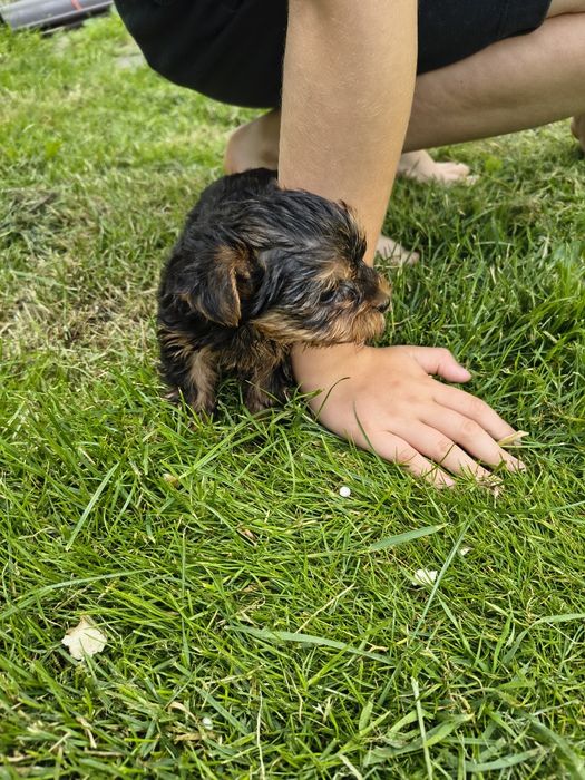 Suczka yorkshire terrier