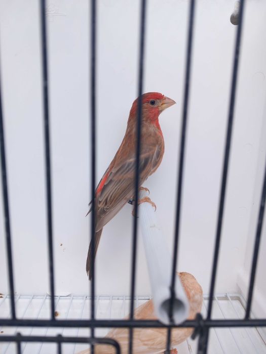 Carpodacus mexicanos de mutação