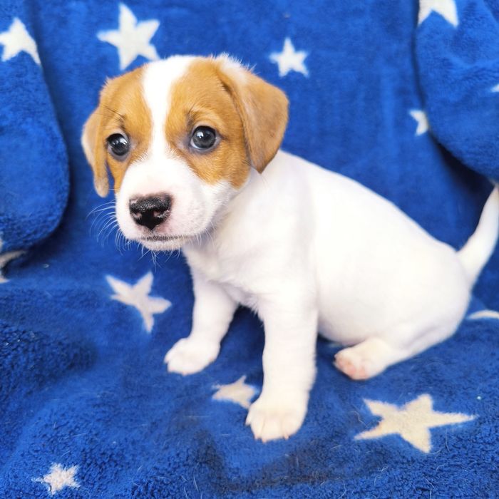 Цуценя дівчинка3 Джек Рассел тер'єр