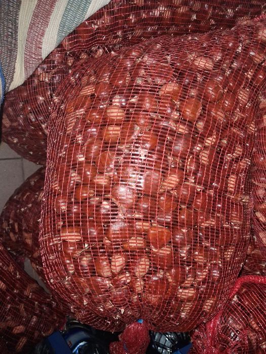 Castanhas do produtor