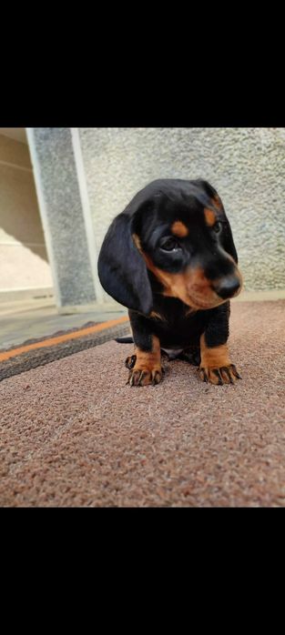 Такса короткошерстна