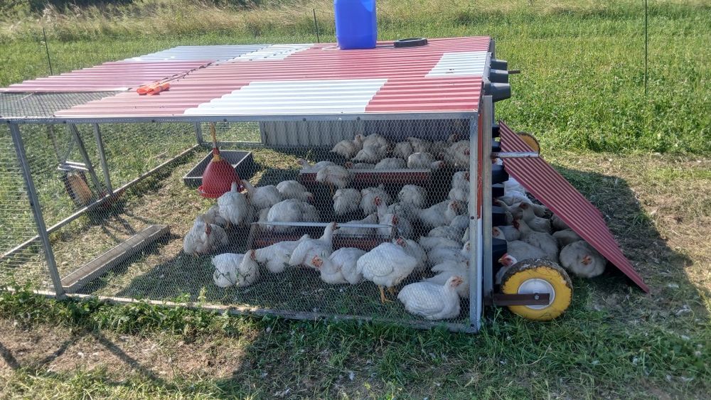 Tuszki kurczaka pastwiskowego
