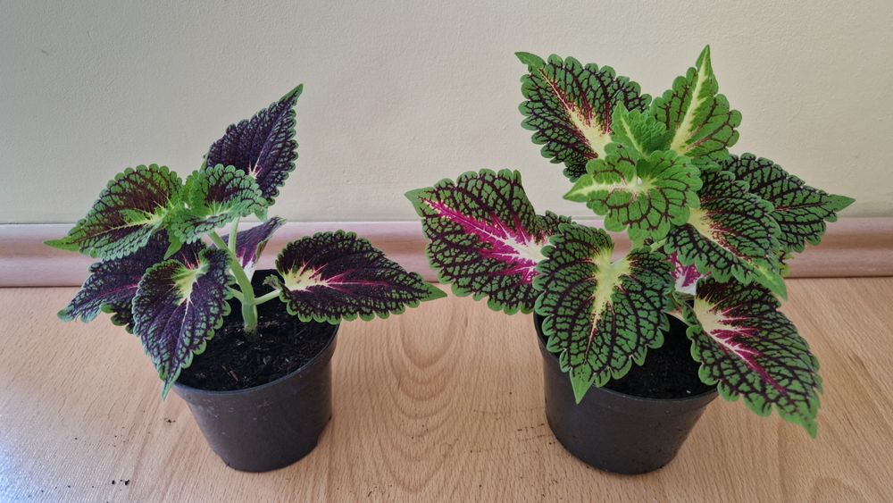 Koleus kwiatek pokrzywka coleus