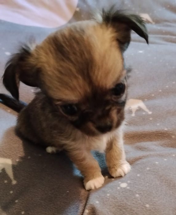 Chihuahua suczka