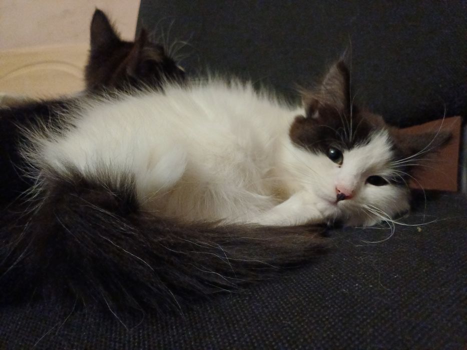 Дві киці шукают домівку