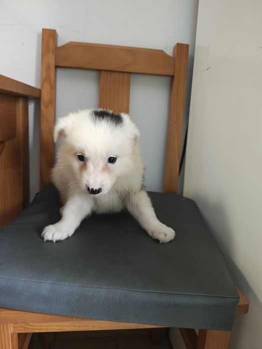 Border collie macho puro