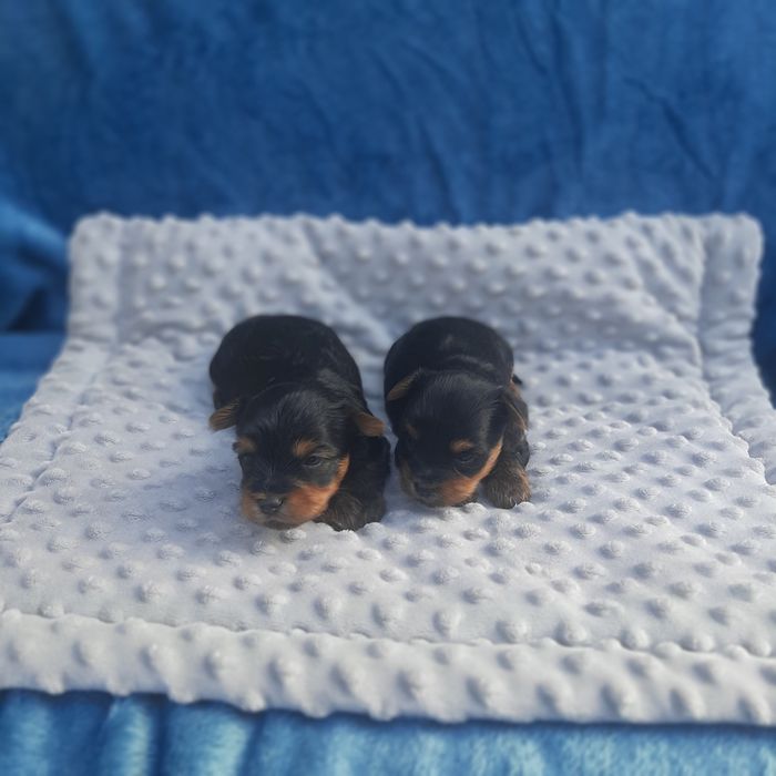 Yorkshire terrier piesek