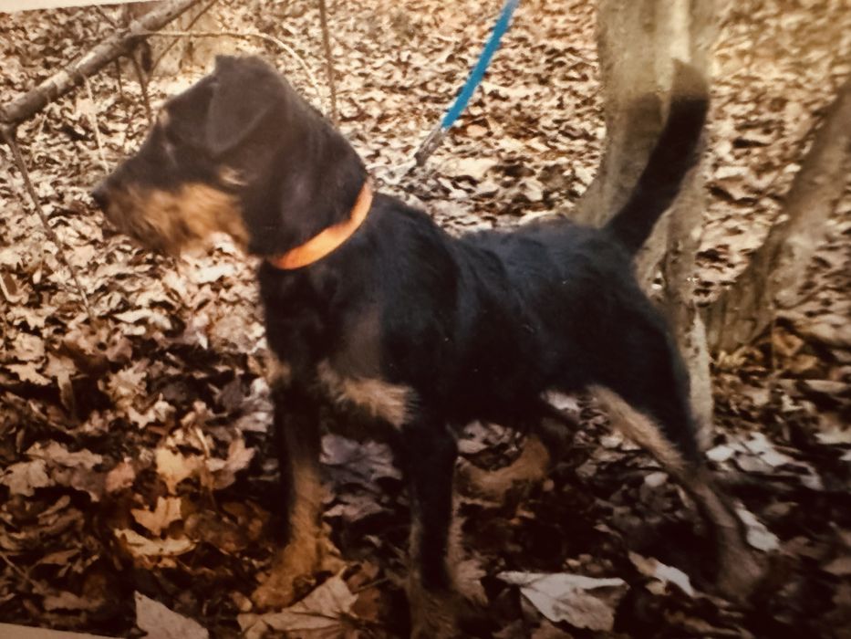 Пропоную Ягдтерєра для вʼязки