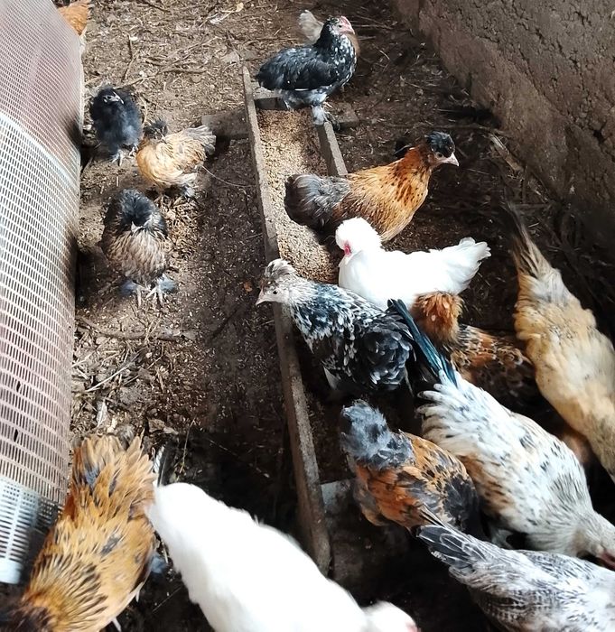 Продам карликових півників