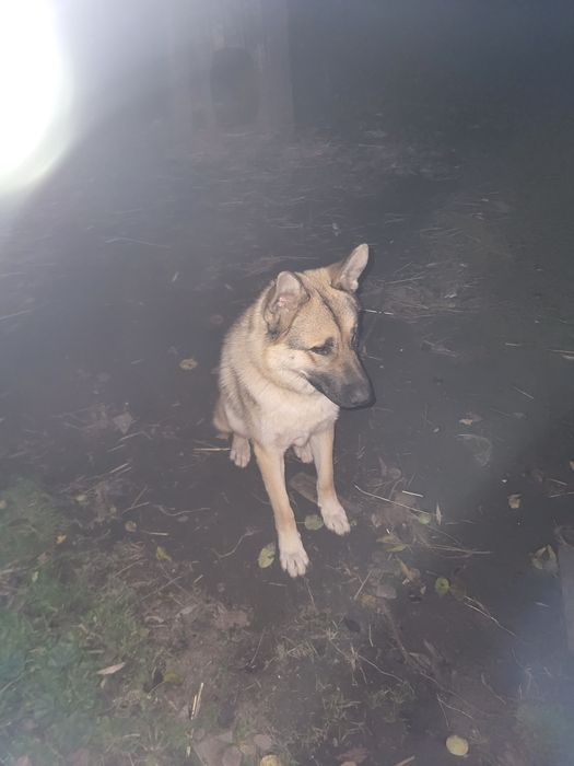 Відам собаку в хороші руки