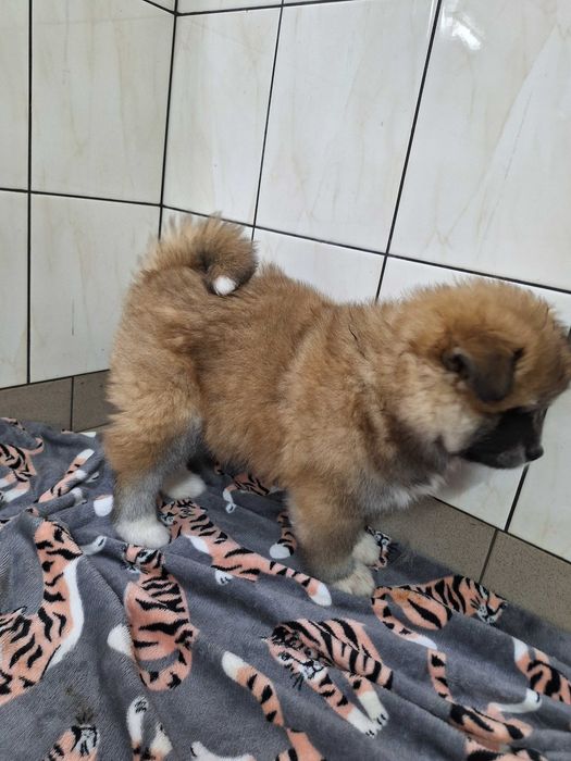 Akita inu szczeniak suczka