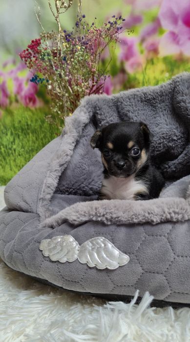 Uroczy chłopczyk chihuahua krótkowłosy