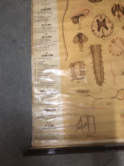 Mapa em tela do corpo humano antigo