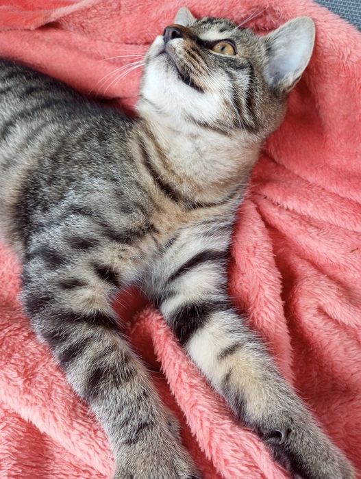 Oddam kotki w dobre ręce