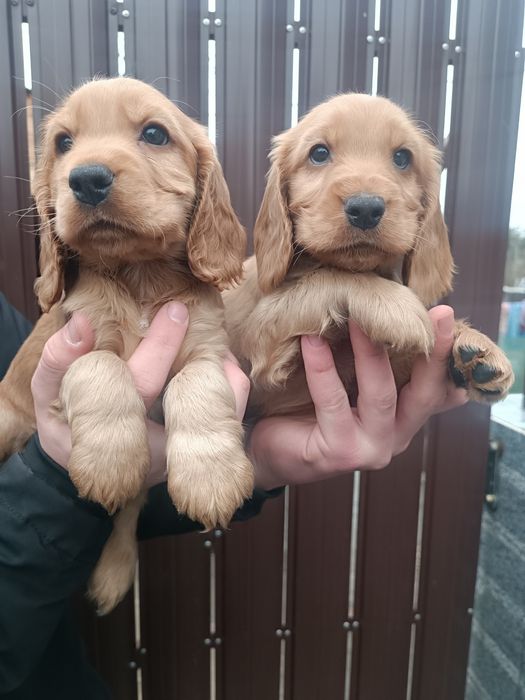 Бомбезные Англичане