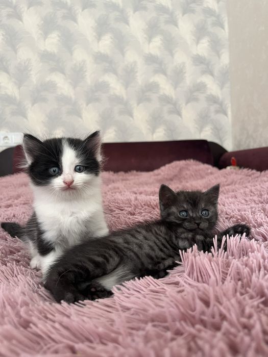 Продаємо кошенят
