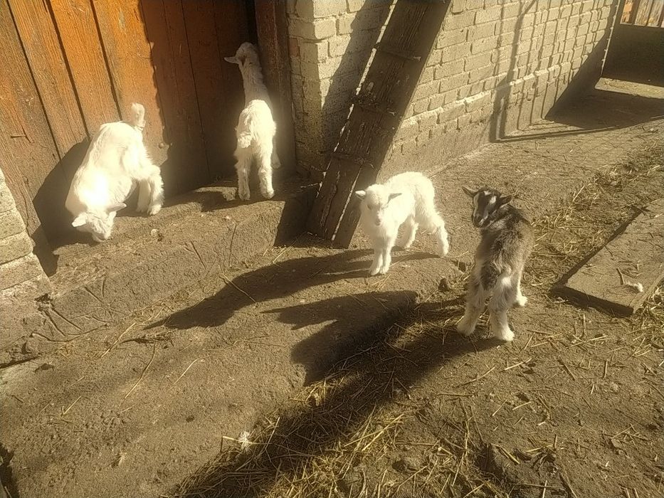 Продаються козенята