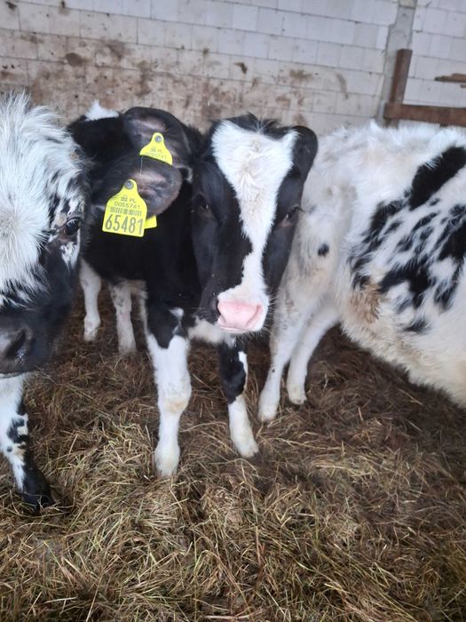 Jałowiki HO Żerłaki mleczne