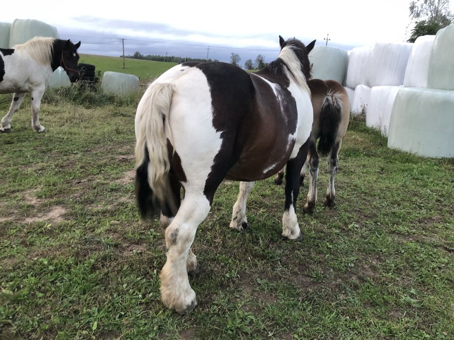 Koń, klacz, Czarno-Biała, z ogierem komplet.