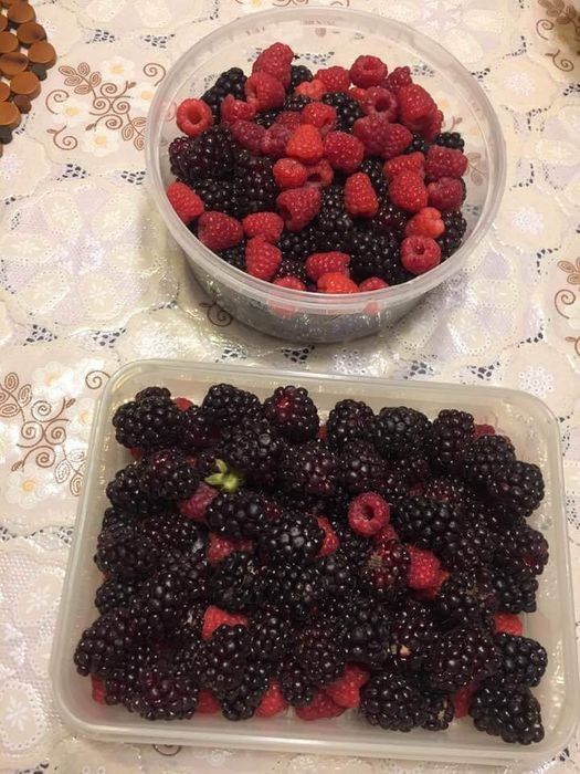 Pés Plantas framboesas vermelhas ( preço conforme quantidade)