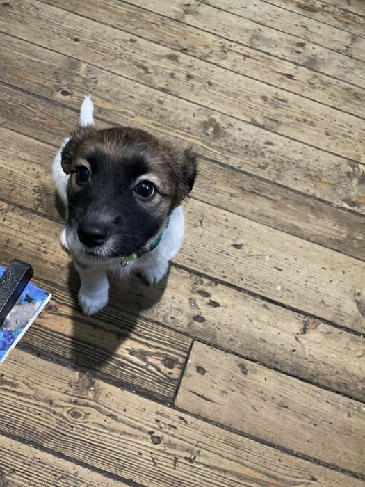 Відам в добрі руки 2 дівчинки грайливі 2,6 місяців