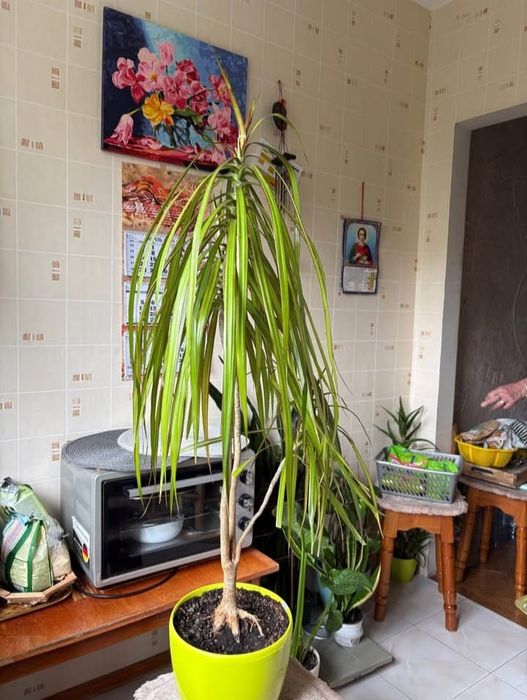 Стреліція двох видів, Драцена