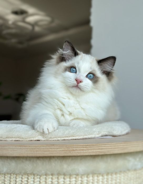 Kocurek ragdoll hodowlano wystawowy FPL