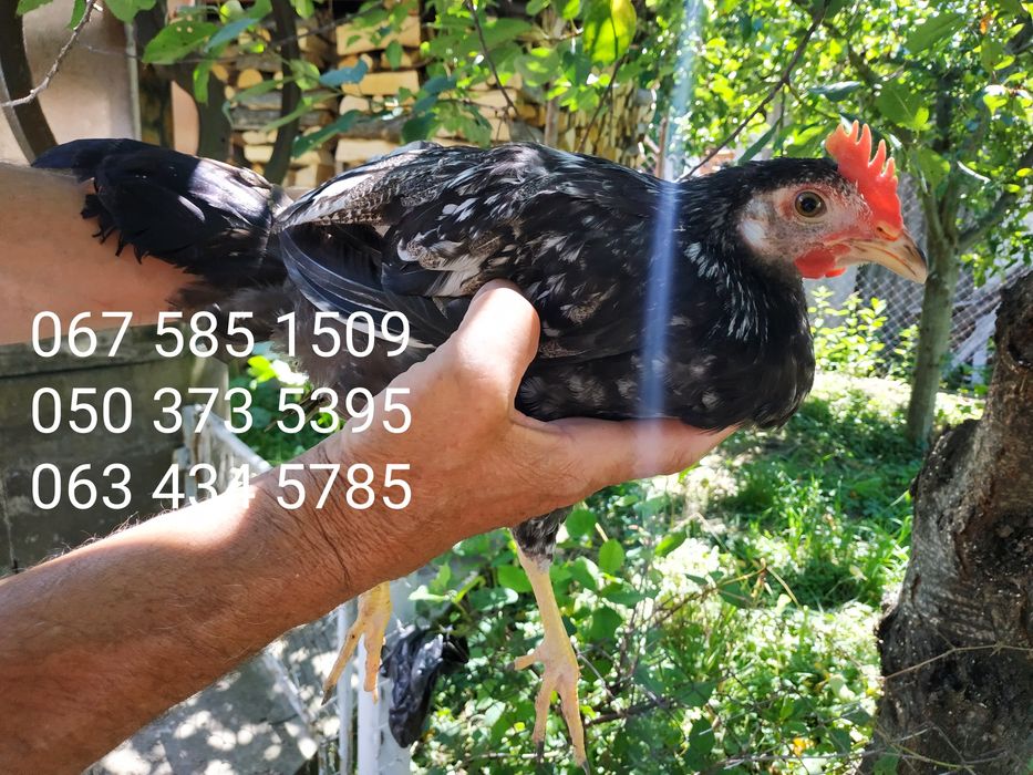 Яйця інкубаційні Легорн Леггорн срібний