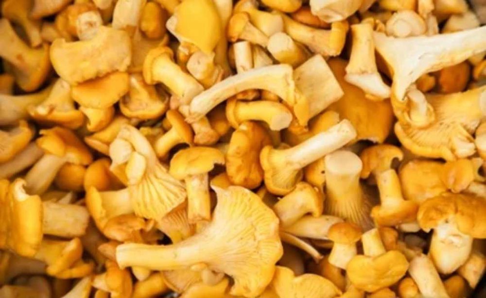 Kurki pasożyty 200ml