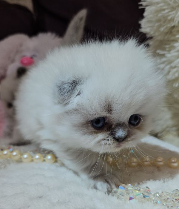 Продам Шотландских кошенят. Висловухі